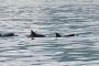 06Moorea - 074 * Spinner Dolphins
